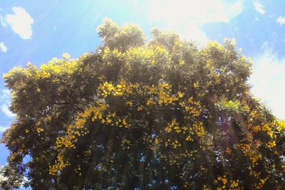 Low angle view of trees against sky