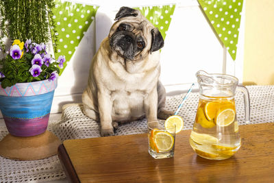 Portrait of pug with breakfast at table
