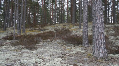 View of pine trees in forest