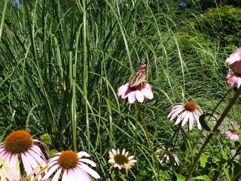 Close-up of pink flowering plants on field