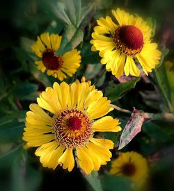 Close-up of yellow flowering plant