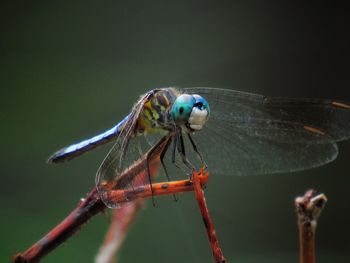 Close-up of dragonfly on twig