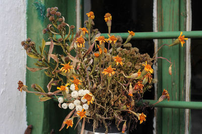 Close-up of flowering plants against window