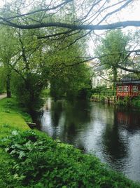 Scenic view of river flowing through forest