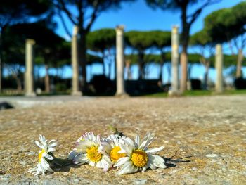 Close-up of flowers against blurred background