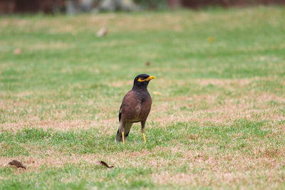 Bird on field