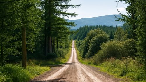 Road amidst trees in forest