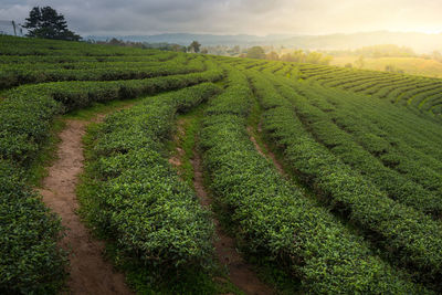 Plaster surfaces with beautiful landscape of tea plantation background.