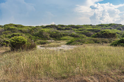 Scenic view of field against sky