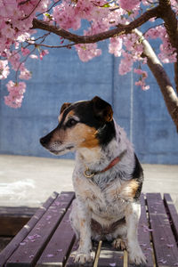 Close-up of a dog looking away