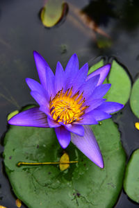 Close-up of purple lotus water lily in pond