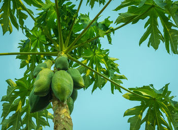 Low angle view of papayas growing on tree against clear sky