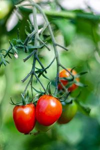 Close-up of tomatoes on plant