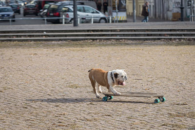 Dog skateboarding on street