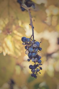 Close-up of grapes