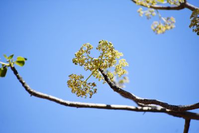 Low angle view of flowering plant against clear blue sky