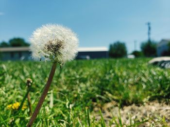 Close-up of dandelion flower on field