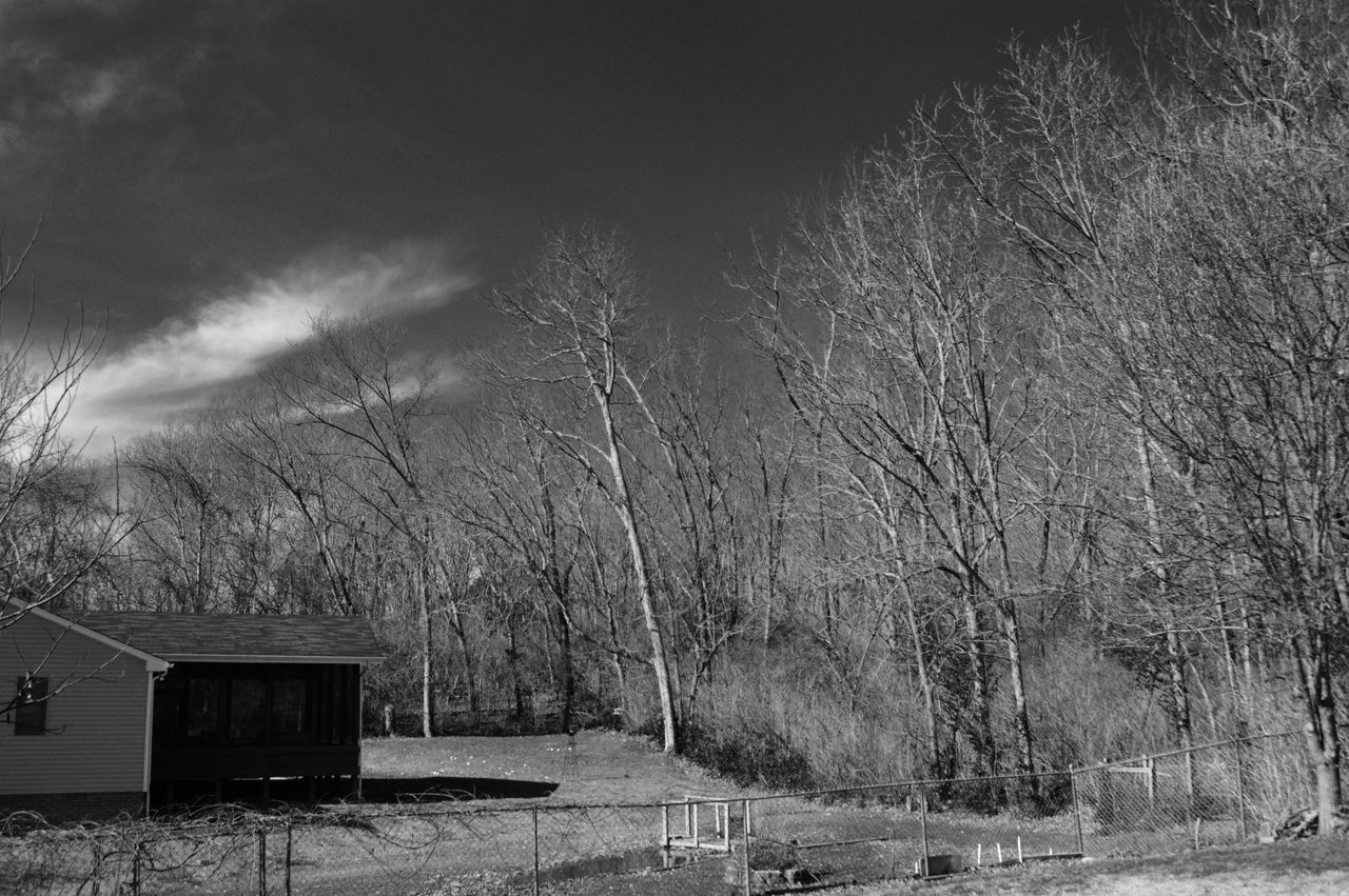 TREES AGAINST SKY