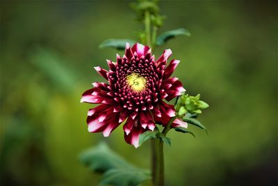 Close-up of pink flower