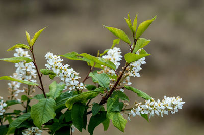 Close-up of white flowering plant