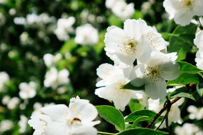 Close-up of white flowers