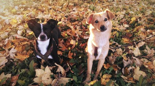 Portrait of a dog on field during autumn