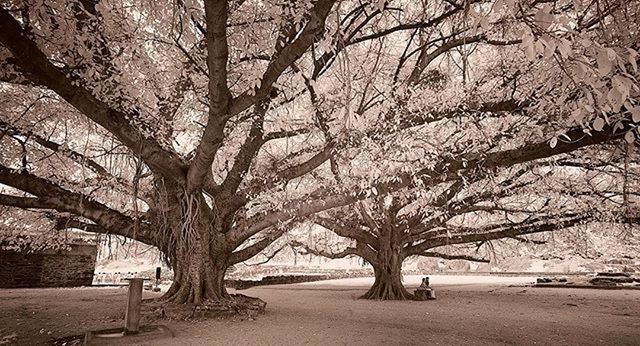 tree, the way forward, transportation, road, bare tree, branch, street, footpath, tree trunk, nature, tranquility, built structure, growth, empty, tranquil scene, day, treelined, beauty in nature, architecture, outdoors