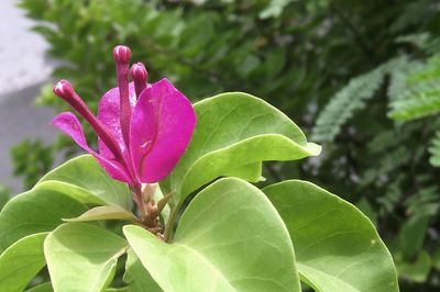 Close-up of pink flower blooming outdoors