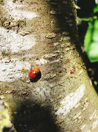 Close-up of ladybug on tree trunk