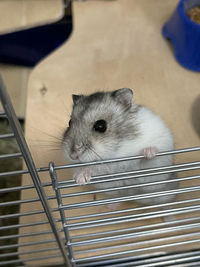 Close-up of an animal in cage