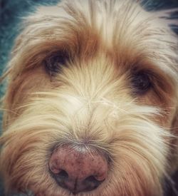 Close-up of dog