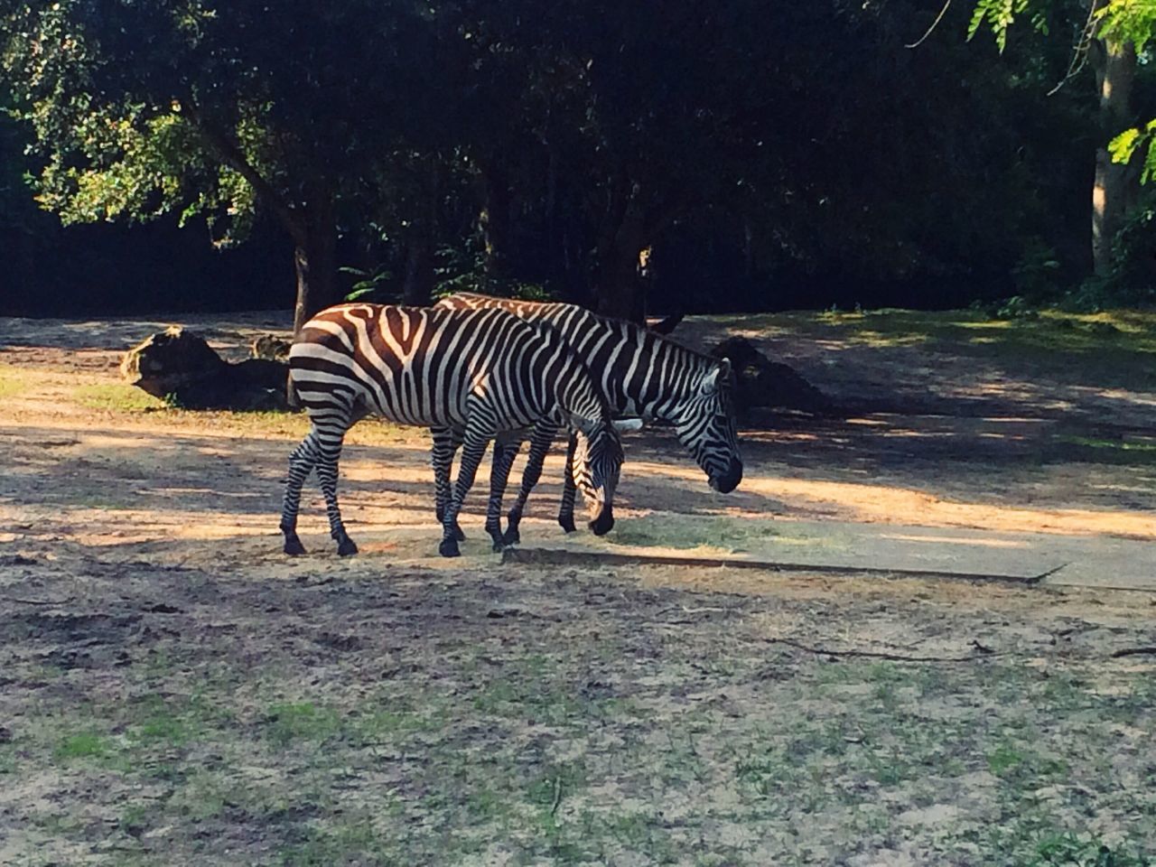 animal themes, zebra, animals in the wild, wildlife, mammal, striped, herbivorous, full length, safari animals, standing, field, side view, tree, two animals, one animal, shadow, animal markings, sunlight, nature, zoology