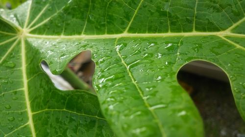 Close-up of raindrops on leaves