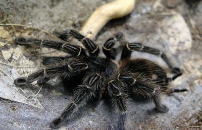 Close-up of spider