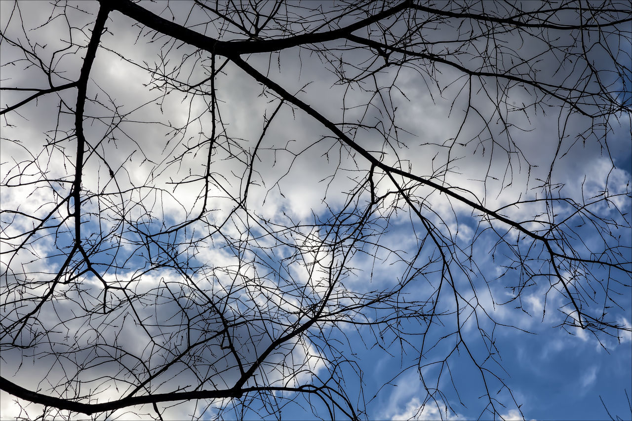 Fall trees and sky