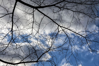 Low angle view of tree against sky