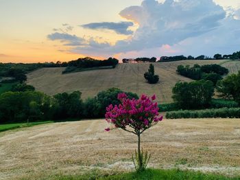 Scenic view of field against sky during sunset