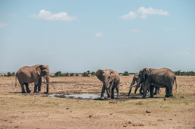 View of elephant in the field