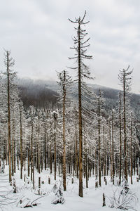 Trees on snow covered land against sky