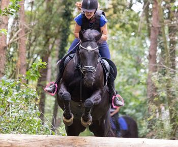 Woman riding horse jumping over obstacle at forest