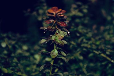 Close-up of flowering plant