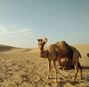 Horses standing in desert against clear sky