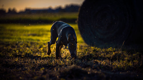 Close-up of dog on field