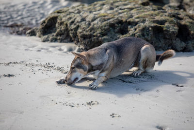 View of a dog on beach