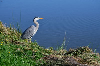 Side view of a heron on shore