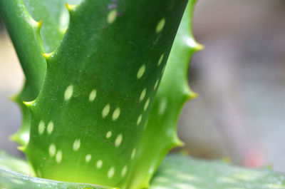 Close-up of fresh aloe vera