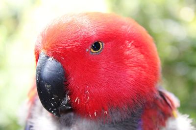 Close-up portrait of a bird