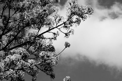 Low angle view of tree against cloudy sky