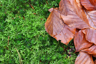 Close-up of dry maple leaf on grass