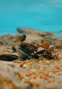 Close-up of shell on beach